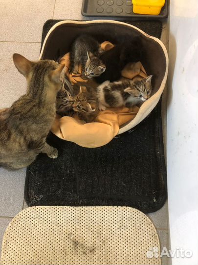 Котята в добрые руки