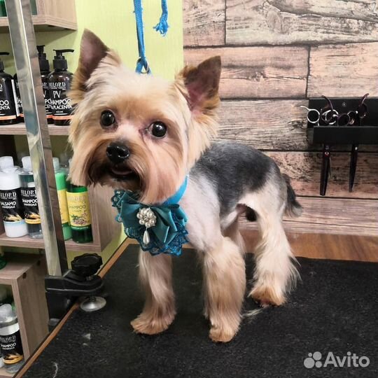 Стрижка собак, кошек и кроликов без наркоза