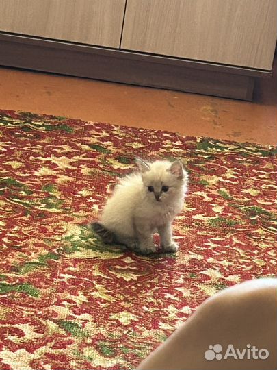 Котята