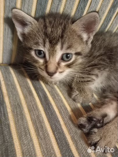 Котята в добрые руки даром