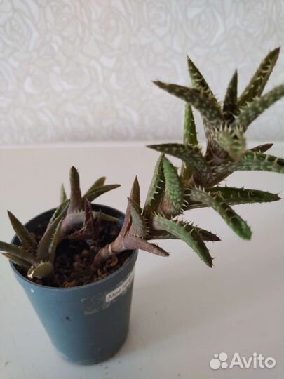 Комнатные суккулентные растения