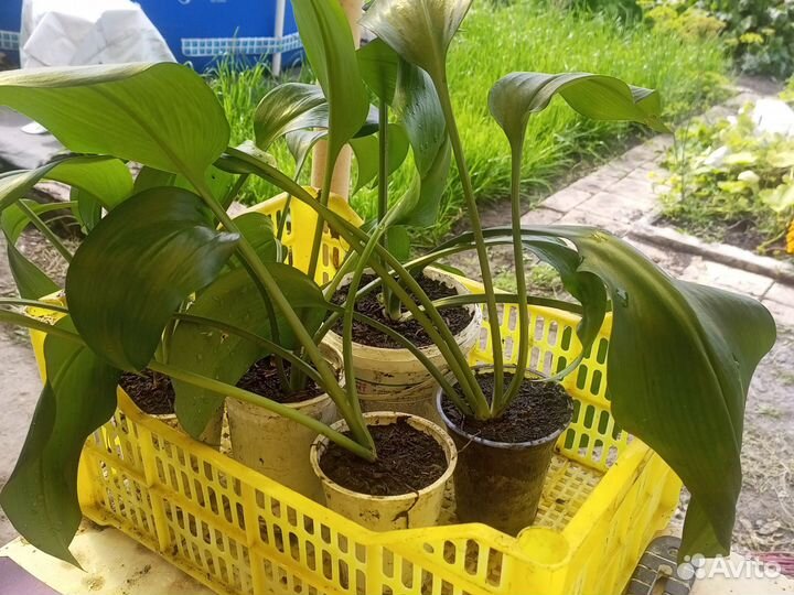 Эухарис амазонская лилия,луковицы, рассада