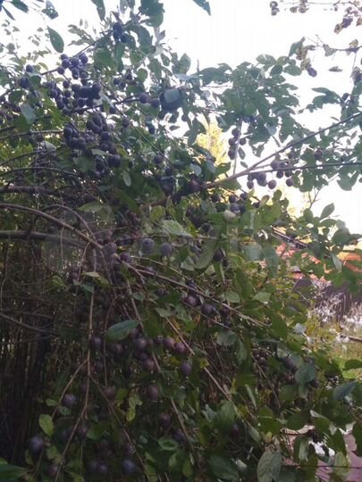 Дача 30 м² на участке 8 сот.