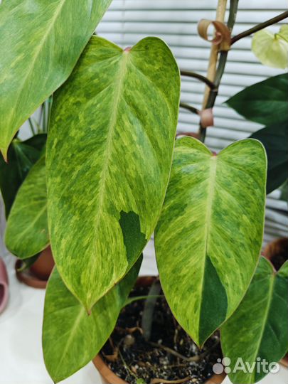 Филодендрон медуза