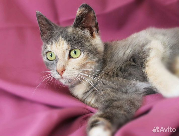 Пёстрая кошечка