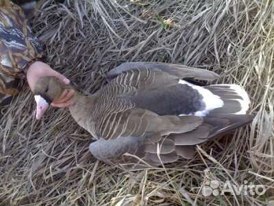 Охота на гуся