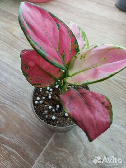 Алгаонема,алоказия,пеперомия,маранта,фикус