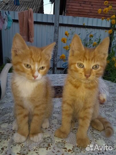 Кошка в дар бесплатно