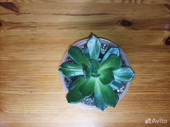 Эхеверия черный принц Black Prince