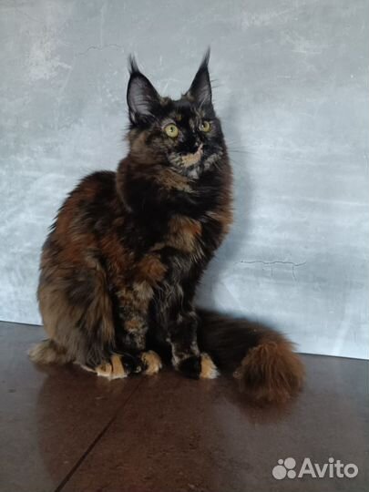 Мейн-кун девочка