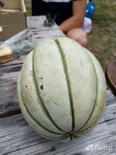 Рассада и семена