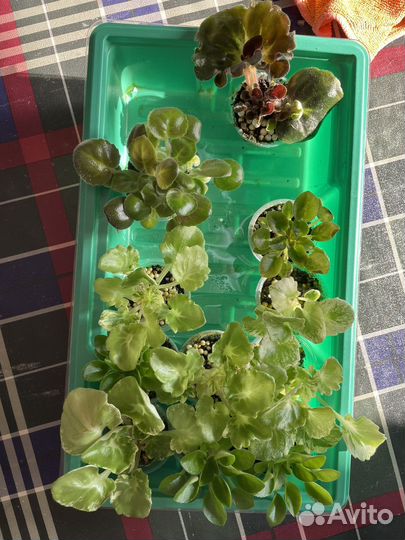 Фиалка сортовые мини