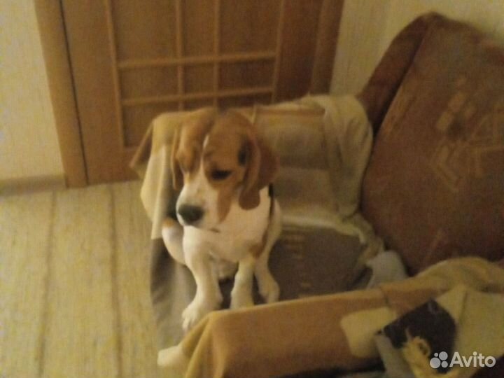 Собака в добрые руки отдам бесплатно