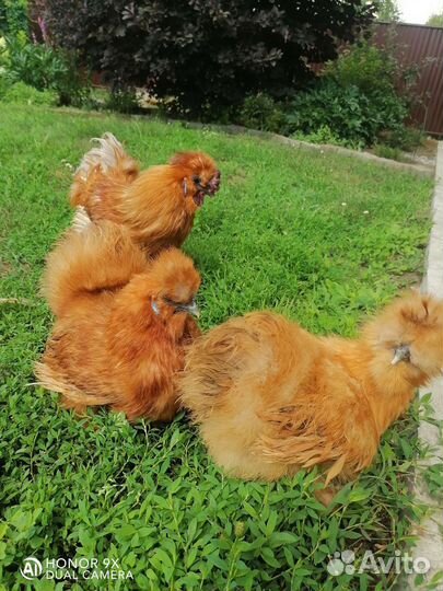 Куры шелковые, голландская белохохлая, лакеданзи