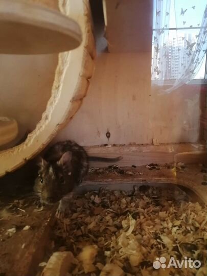 Чилийская белка дегу с клеткой