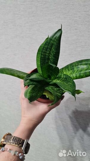 Суккуленты (кактус, толстянка, алоэ, сансевьерия)