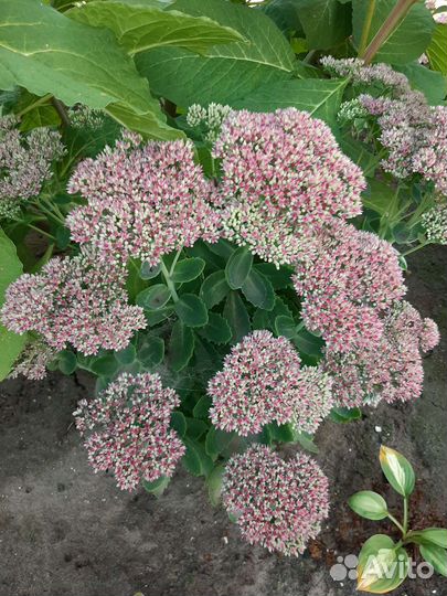 Цветы многолетние