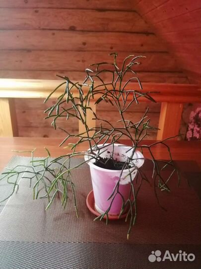 Хатиора солеросовая