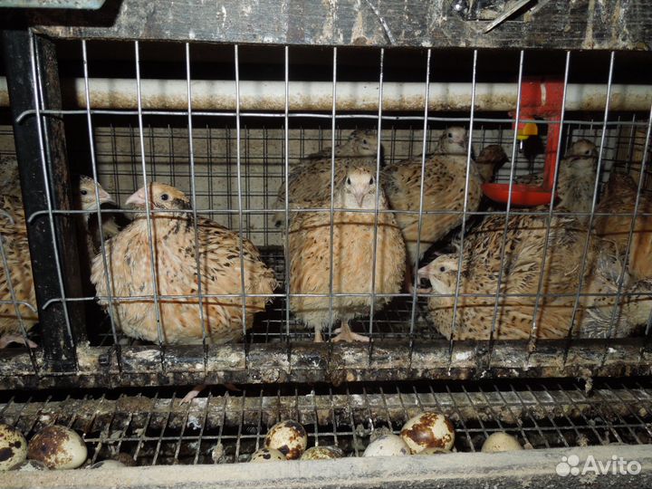 Перепелки несушки