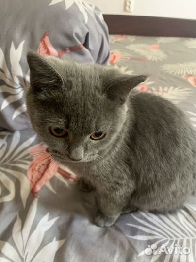 Британская