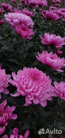 Хризантема