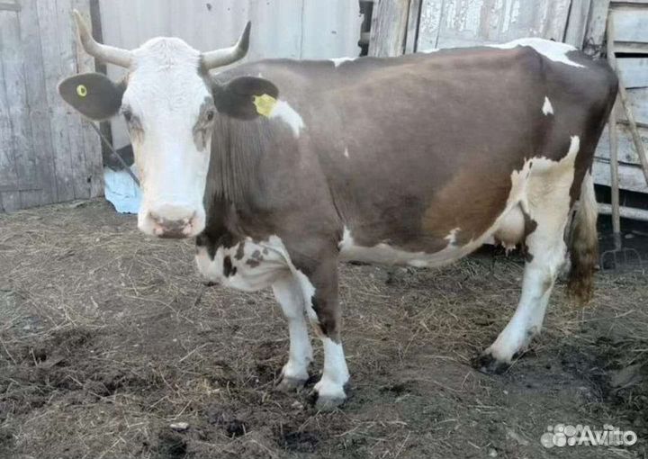 Продается дойная корова