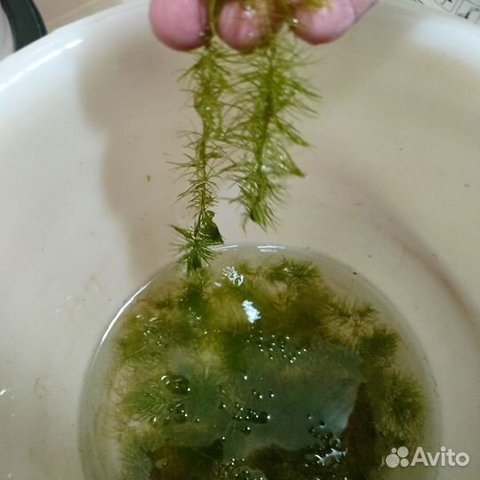 Аквариумные растения бесплатно