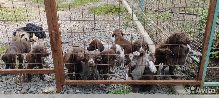 Щенки курцхаара