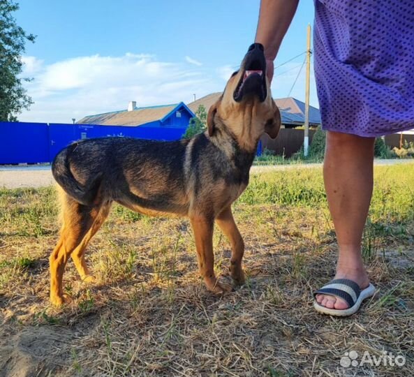 Собака в добрые руки отдам бесплатно