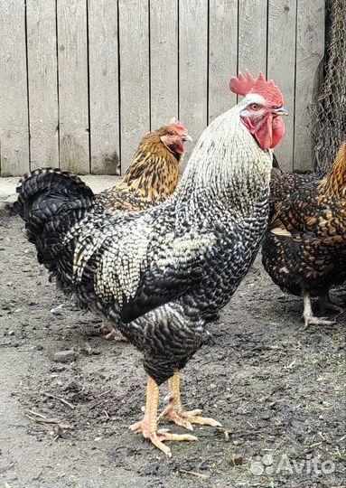 Петух 8мес