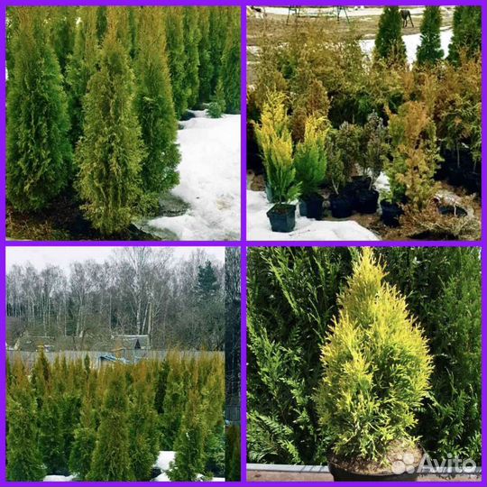 Туи, ели, хвойные, голубика