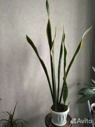 Сансевиерия лауренти