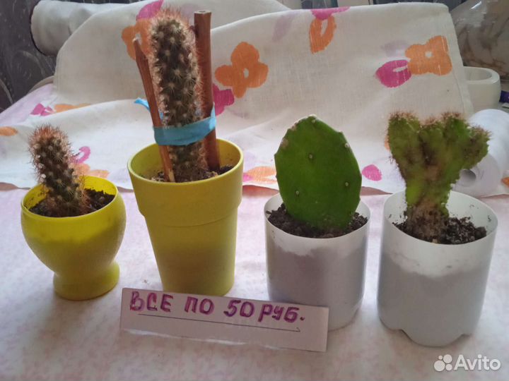 Кактусы
