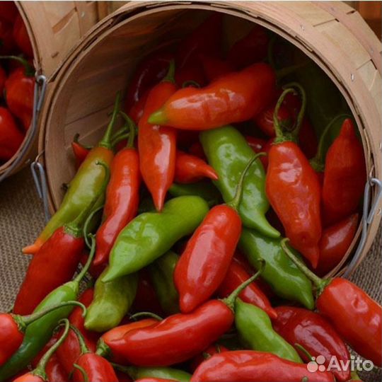 Семена редких перцев для дома и дачи