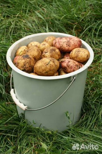 Картофель с личного подворья