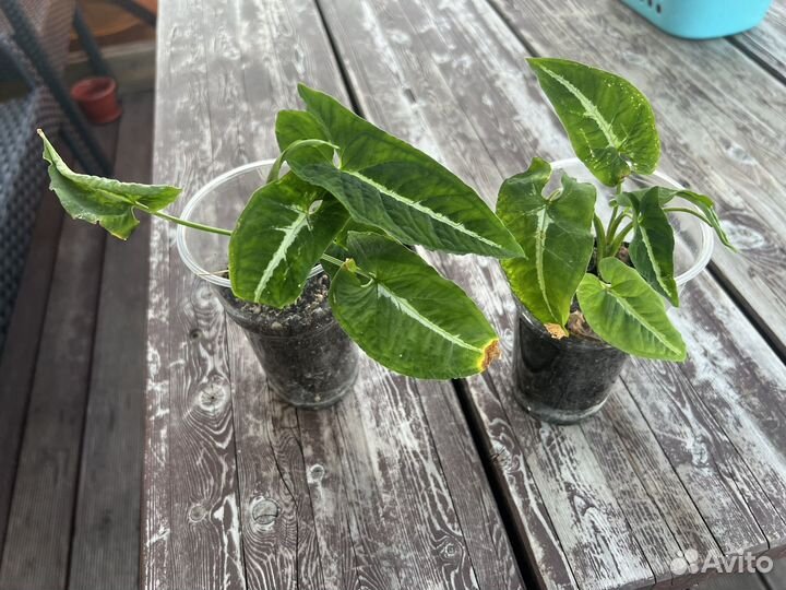 Сингониум вендланда