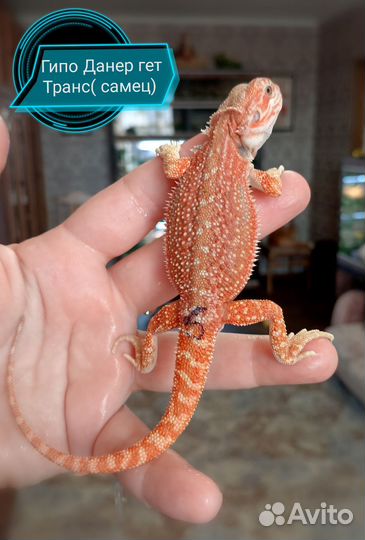 Бородатая агама