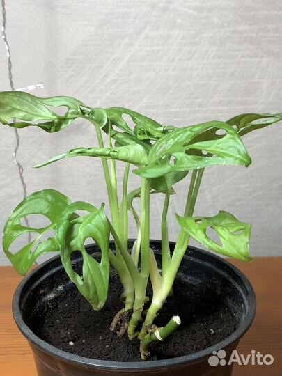 Монстера манки