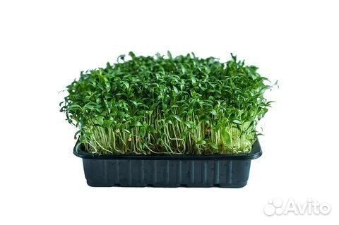 Микрозелень горчица