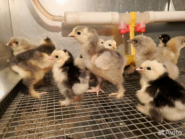 Цыплята кохинхин