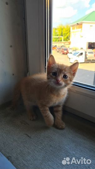 Отдадим прелестных котят