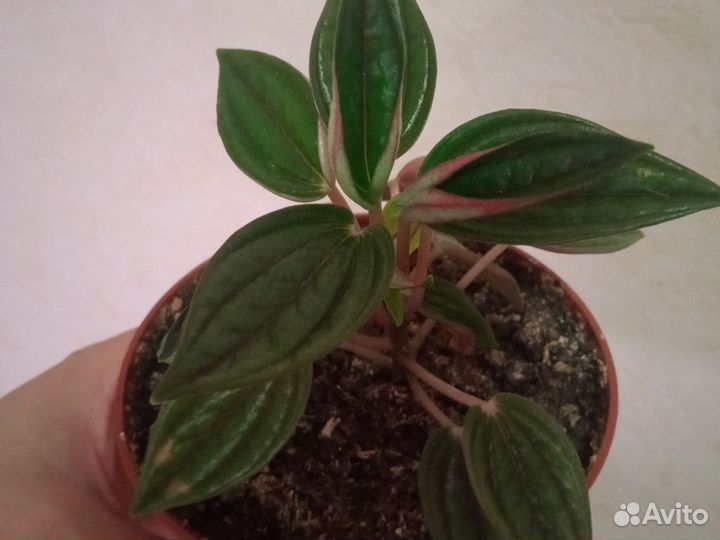 Сингониум моттлед, пеперомия россо