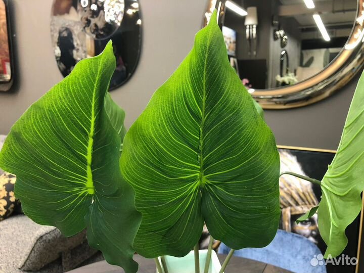 Листья foglia verde