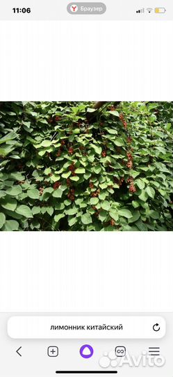 Лимонник китайский саженцы