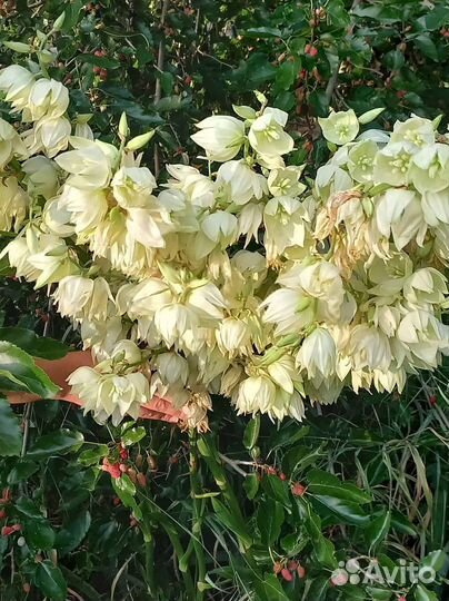 Растения для сада