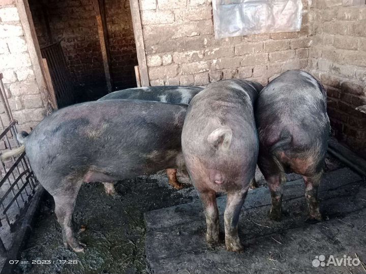 Свиньи 5 штук
