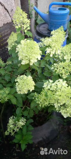 Гортензия метельчатая