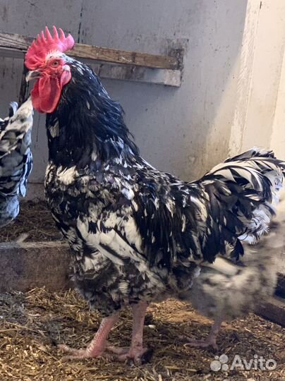 Петух австралорп черно-пестрый