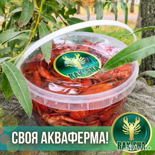 Живые раки 60-90 гр