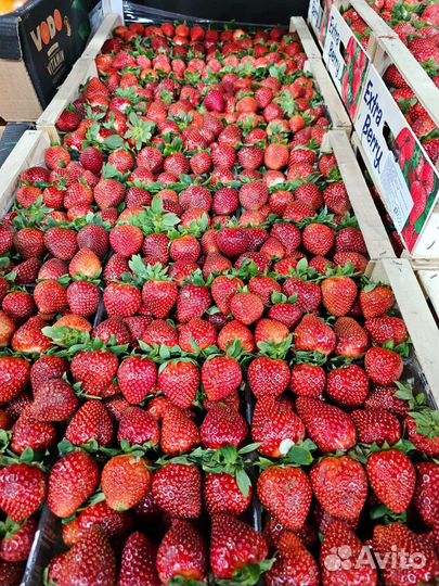 Клубника свежая